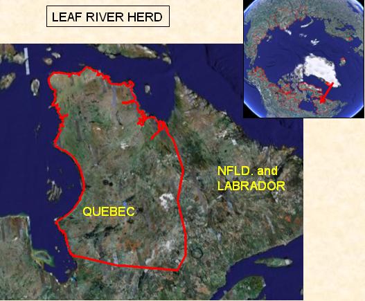 Leaf River
