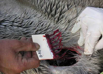 Hunter collecting blood on filter paper PCurry -smaller